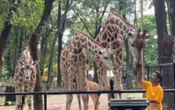 Penyesuaian tarif Ragunan demi pelayanan dan kesejahteraan satwa
