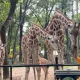 Penyesuaian tarif Ragunan demi pelayanan dan kesejahteraan satwa